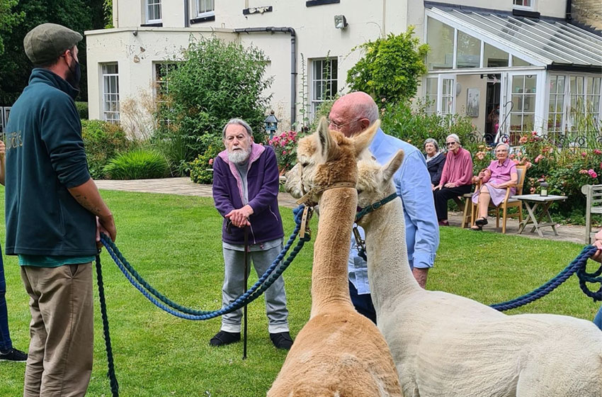 alpacas visit oaklands 2021 2