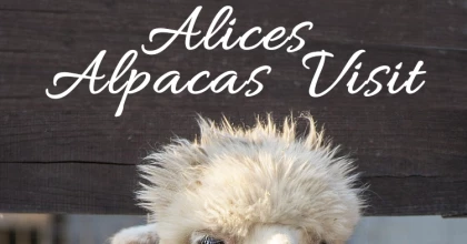 Alices Alpacas