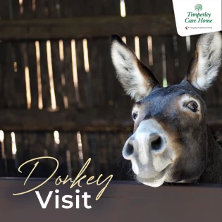 donkey visit