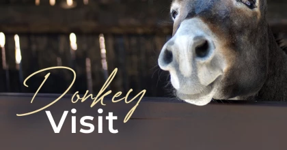 donkey visit