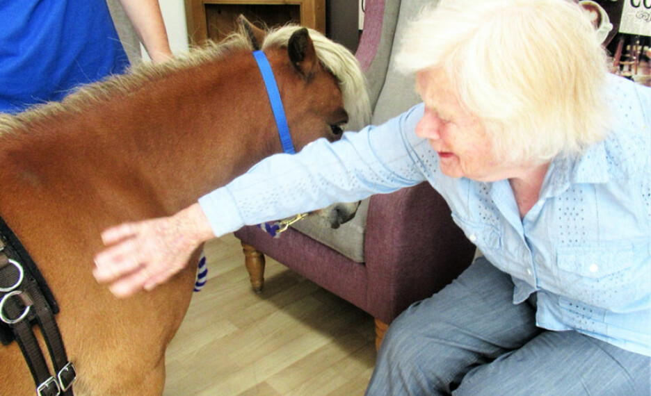branksome shetland pony visit bournemouth 3