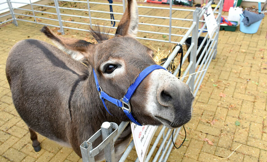 buckingham lodge nursing home donkey visit 3